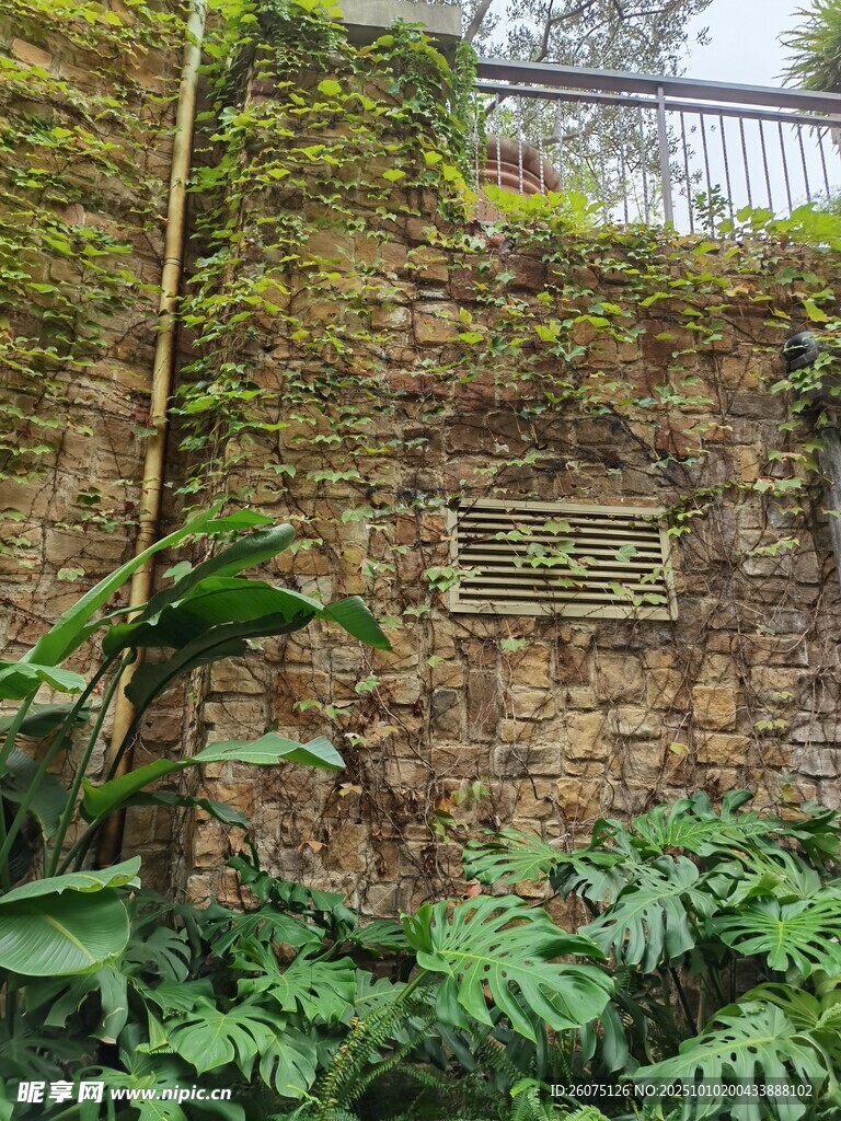 石墙旁的繁茂绿植景观