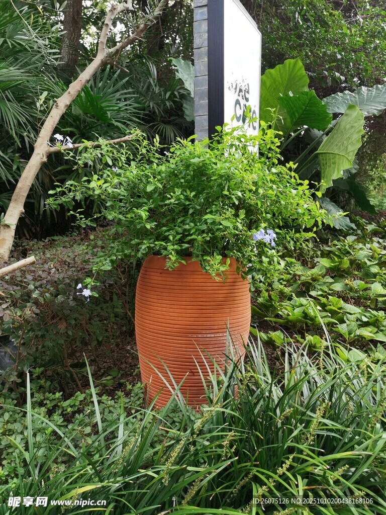 陶盆绿植庭院一隅景致