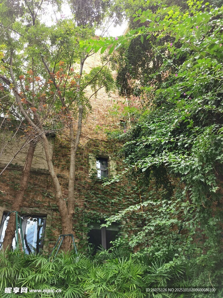 丛林中被绿植覆盖的建筑