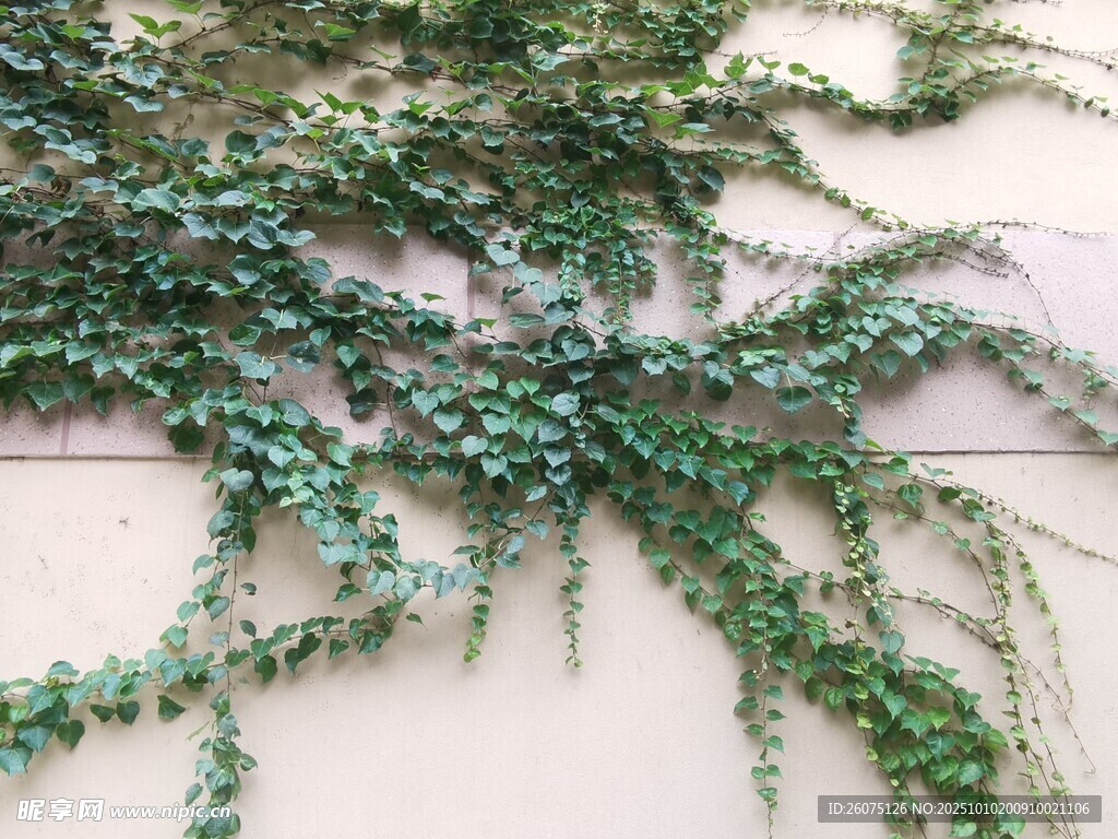 垂挂绿藤植物装饰景观