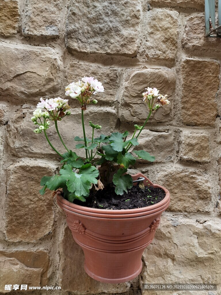 石墙上的盆栽花卉