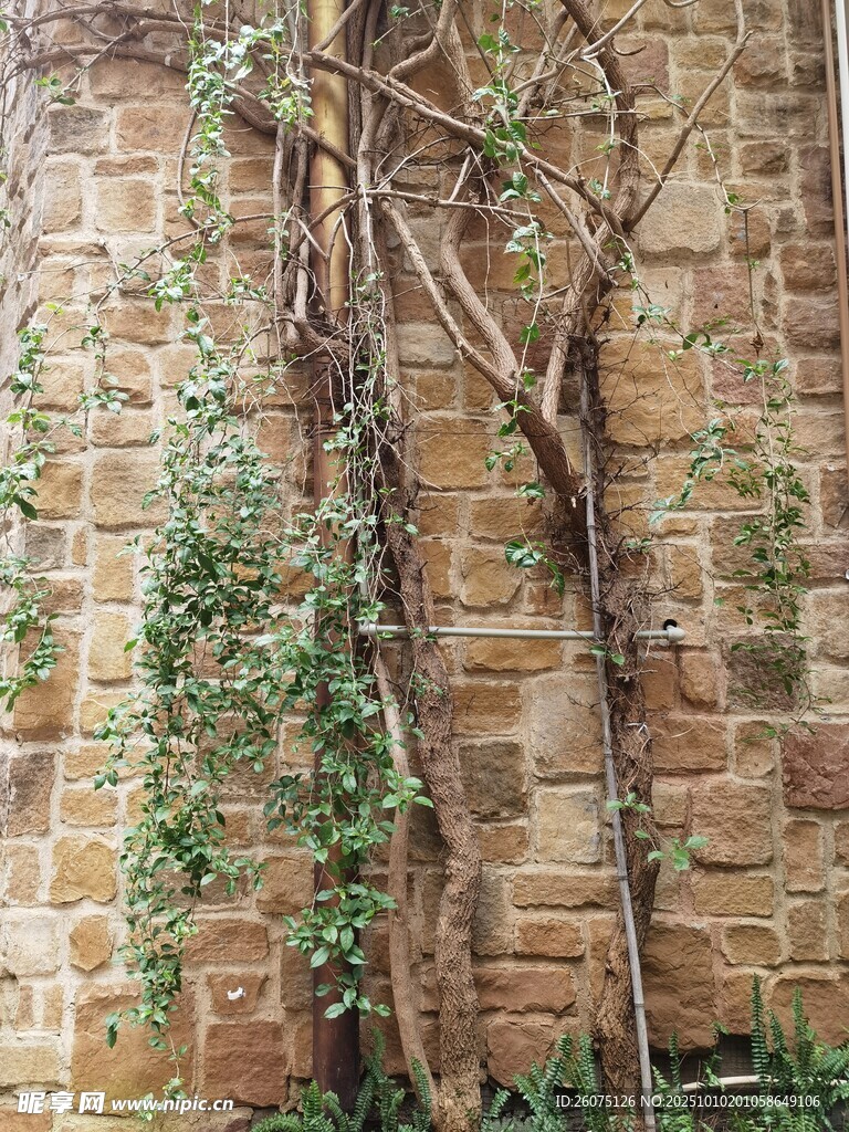 砖墙缠绕的繁茂藤蔓植物