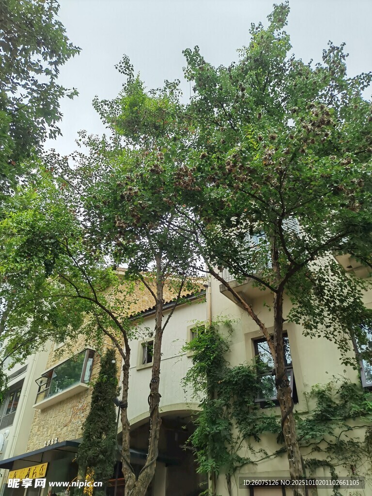 绿树环绕的温馨住宅