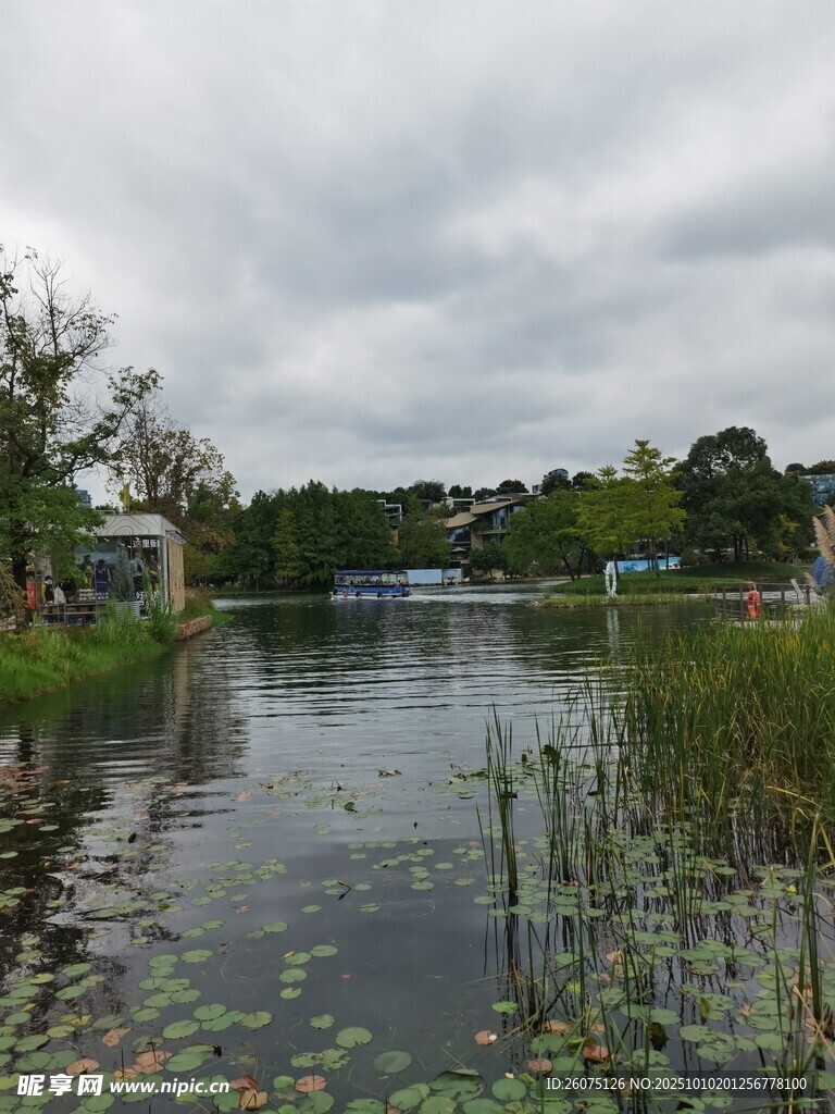 湖畔景致水生植物与远树