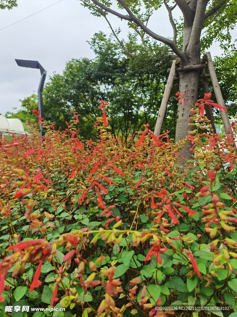 鲜艳花丛与绿树相映成趣