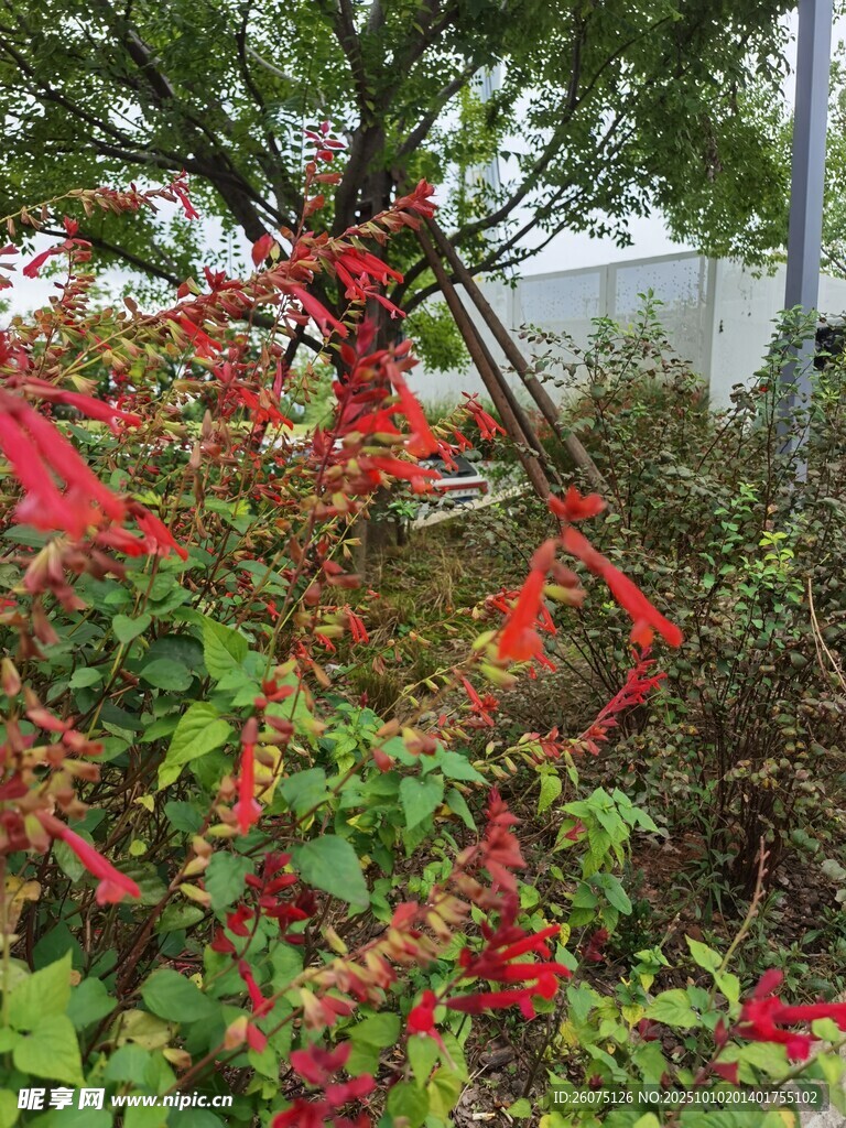 艳丽红植物与繁茂绿叶