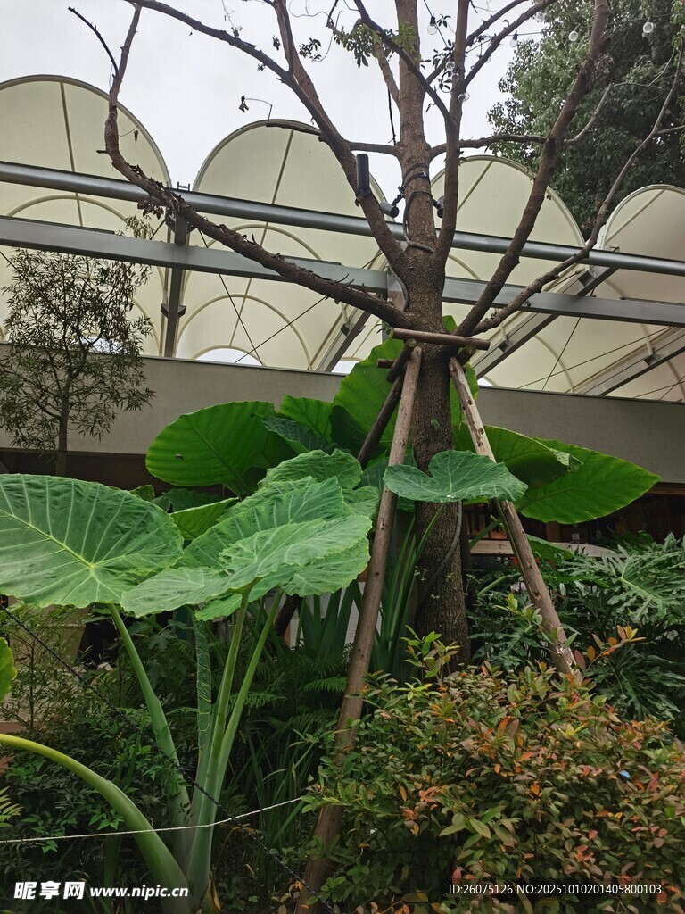 温室中的绿植与支架景观