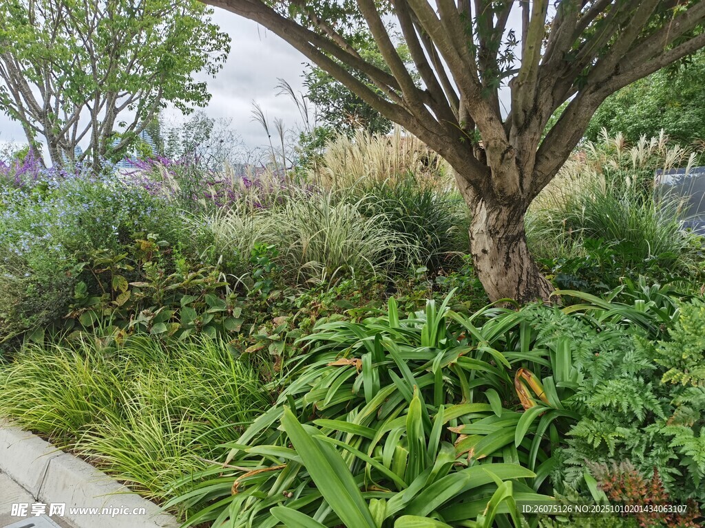 庭院绿植景观