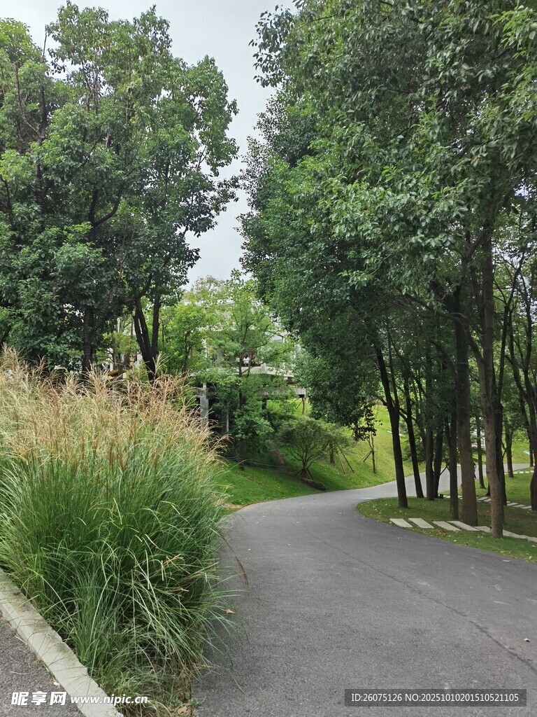 林间幽静小路