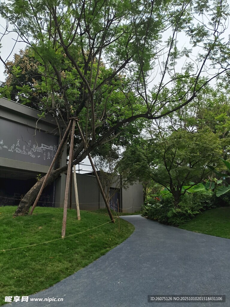 幽静庭院中的绿植与小径
