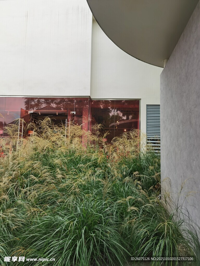 墙边绿植景观