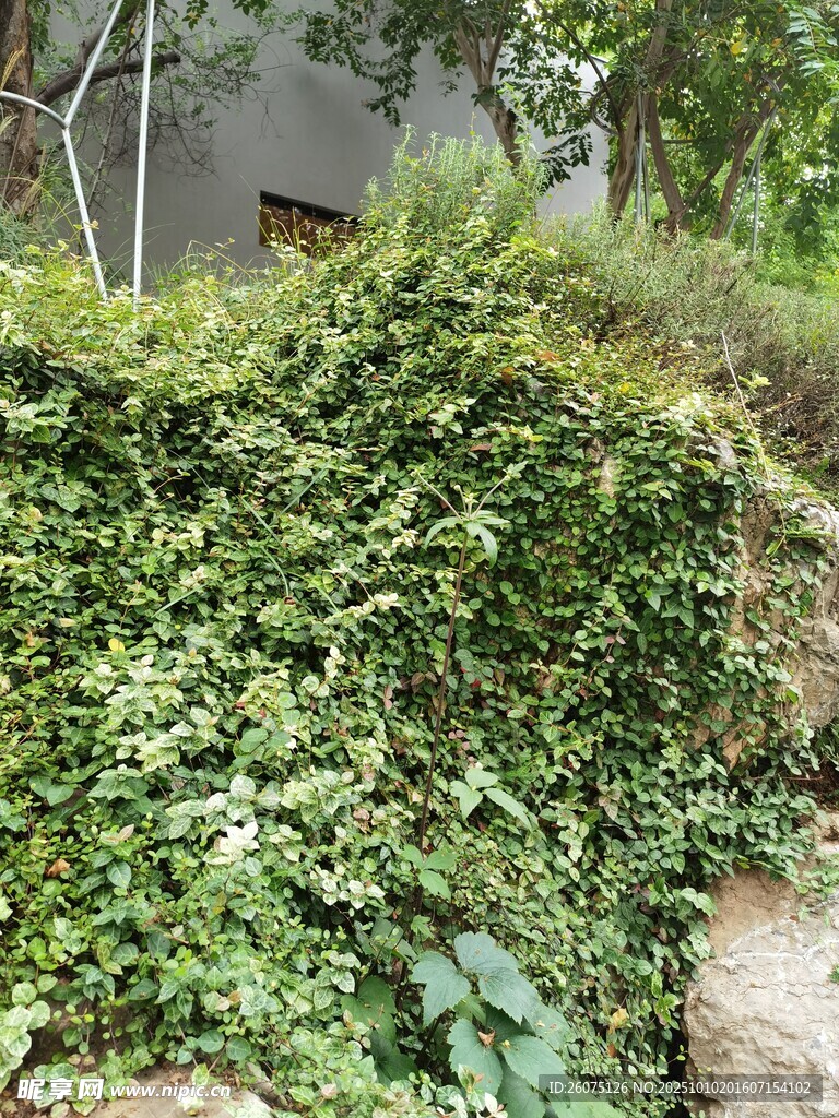 繁茂绿植覆盖的户外场景