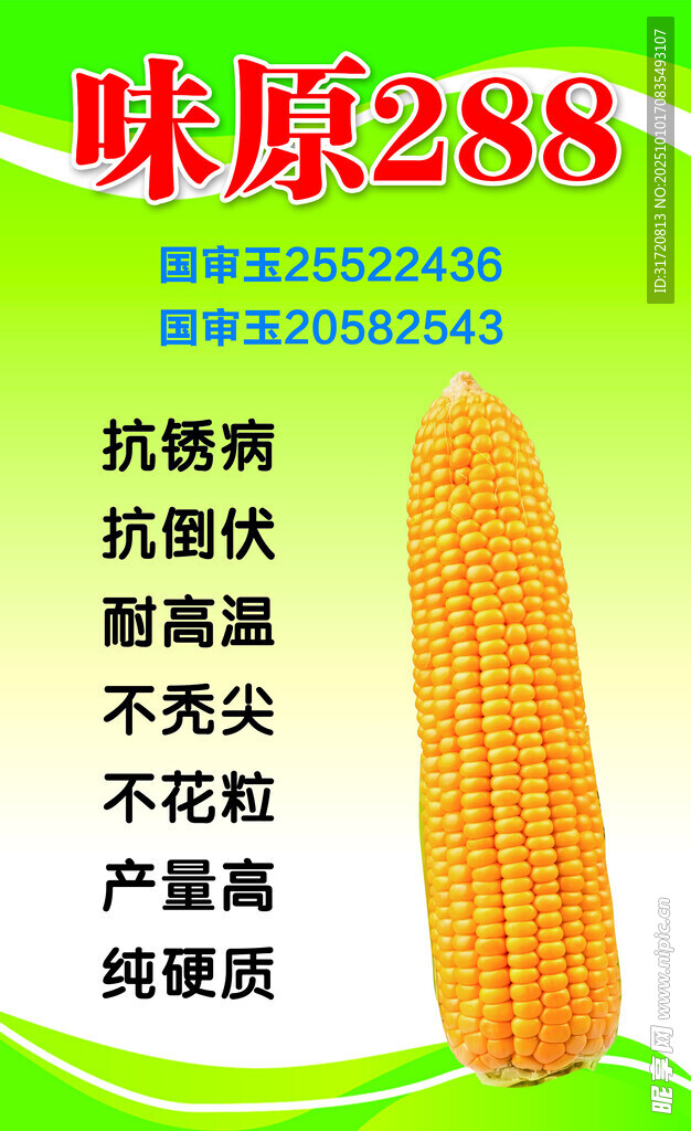 优质黄甜玉米种子展示