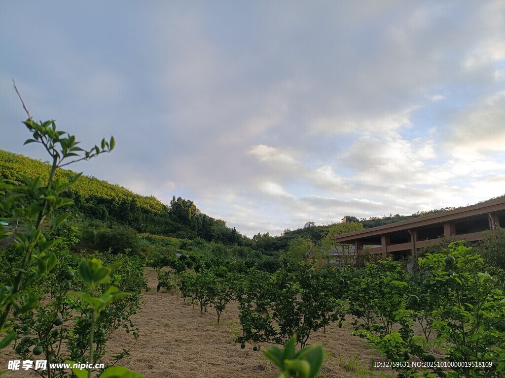 田园果园风景