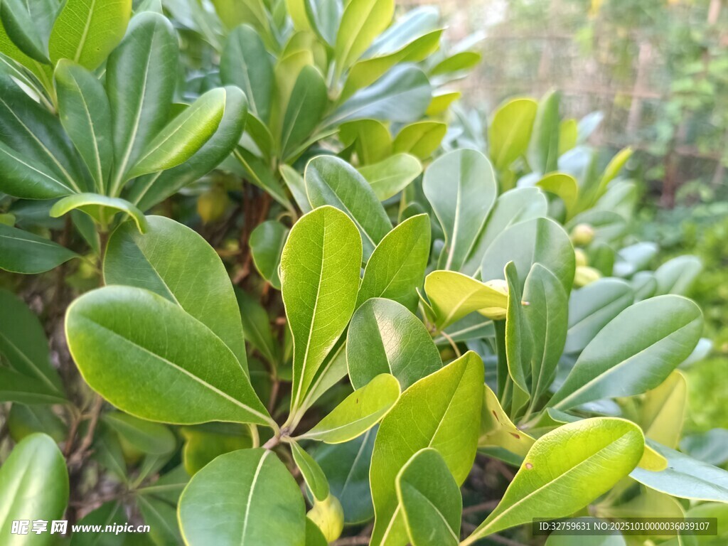 翠绿海桐枝叶特写