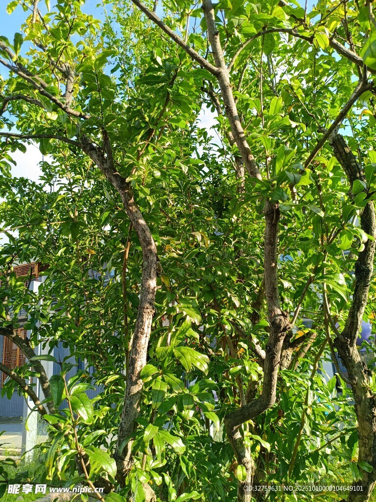 翠绿繁茂的树木景观
