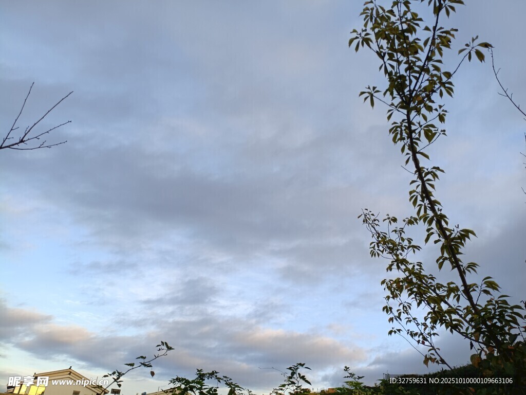 黄昏下的树梢与天空