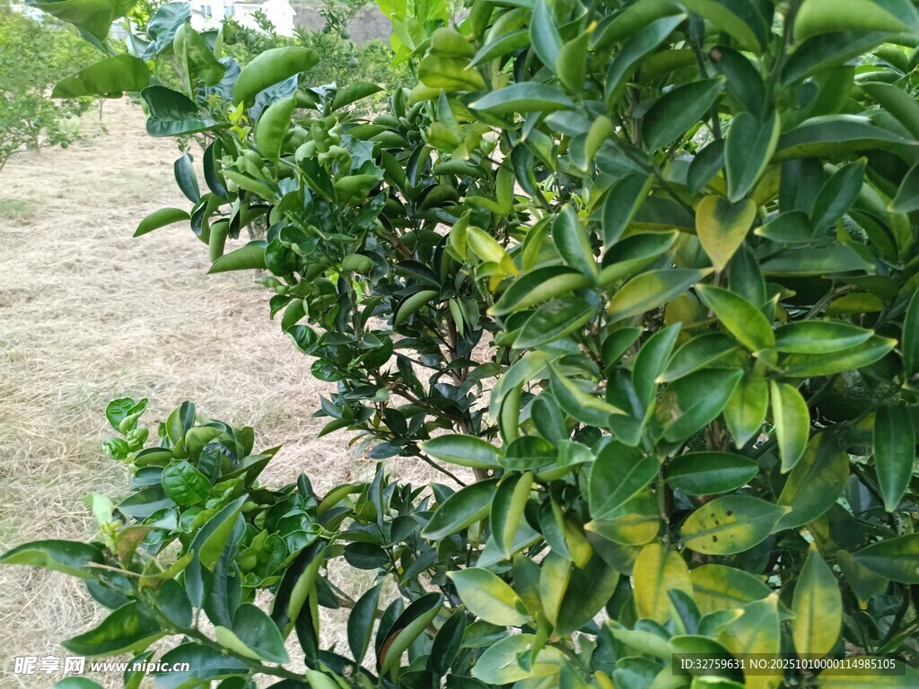 柑橘树绿意盎然的枝叶