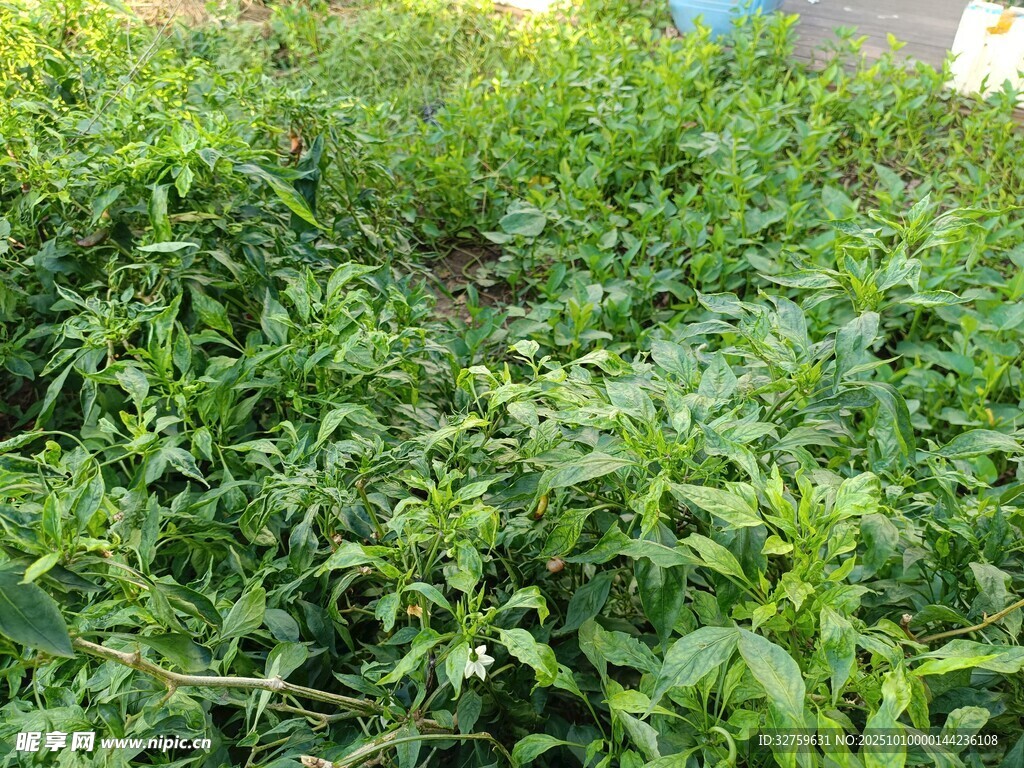 绿意盎然的繁茂植物