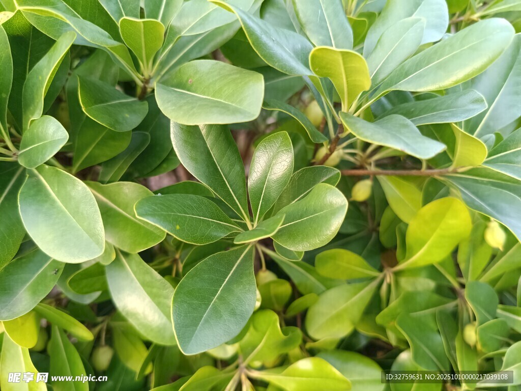 翠绿繁茂的叶片植物