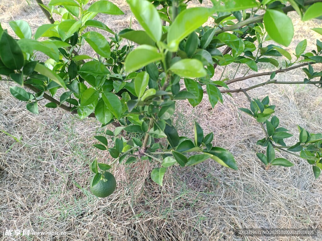 绿叶繁茂的植物枝干