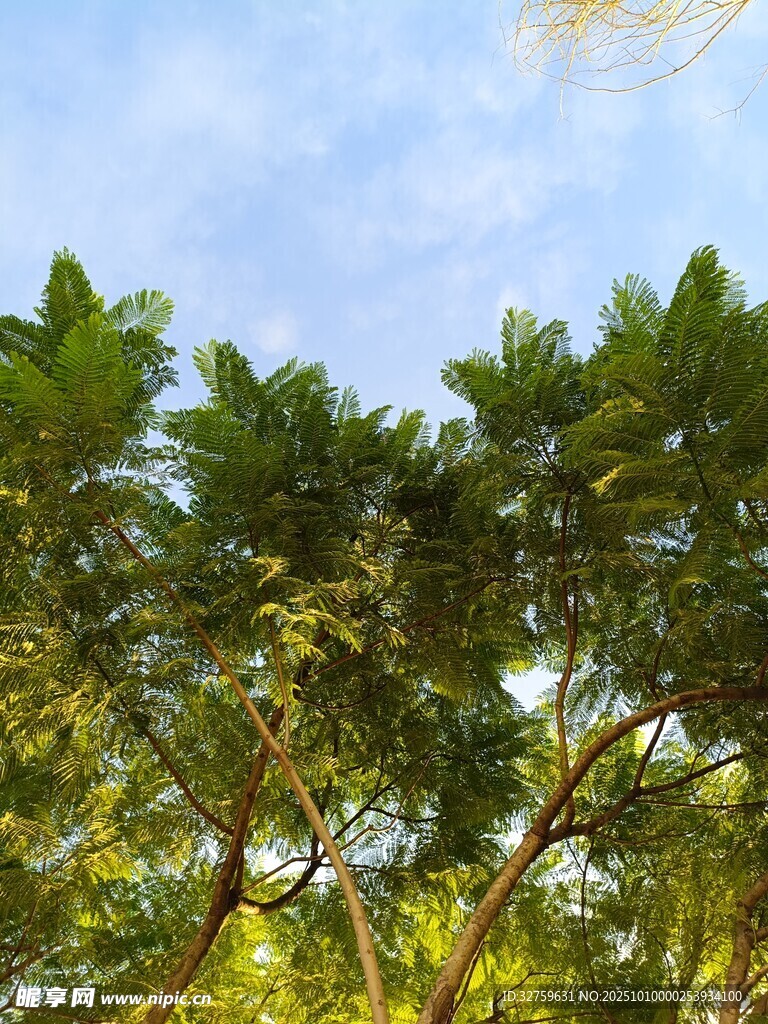 阳光下的繁茂绿树