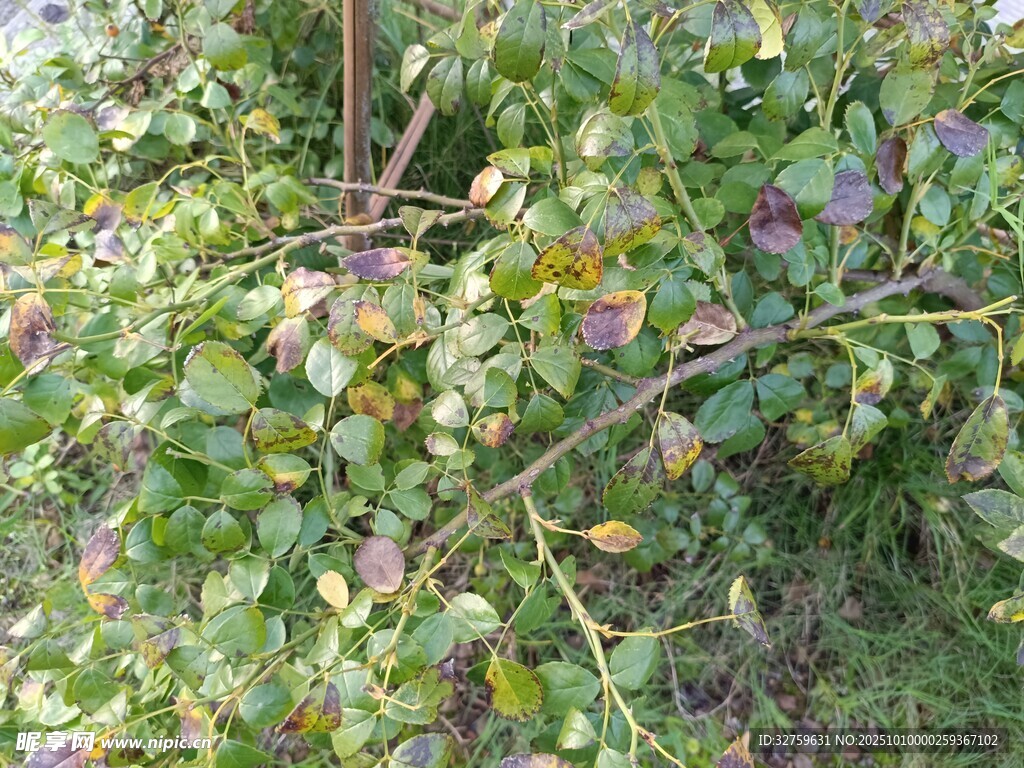 绿叶间的多彩植物果实