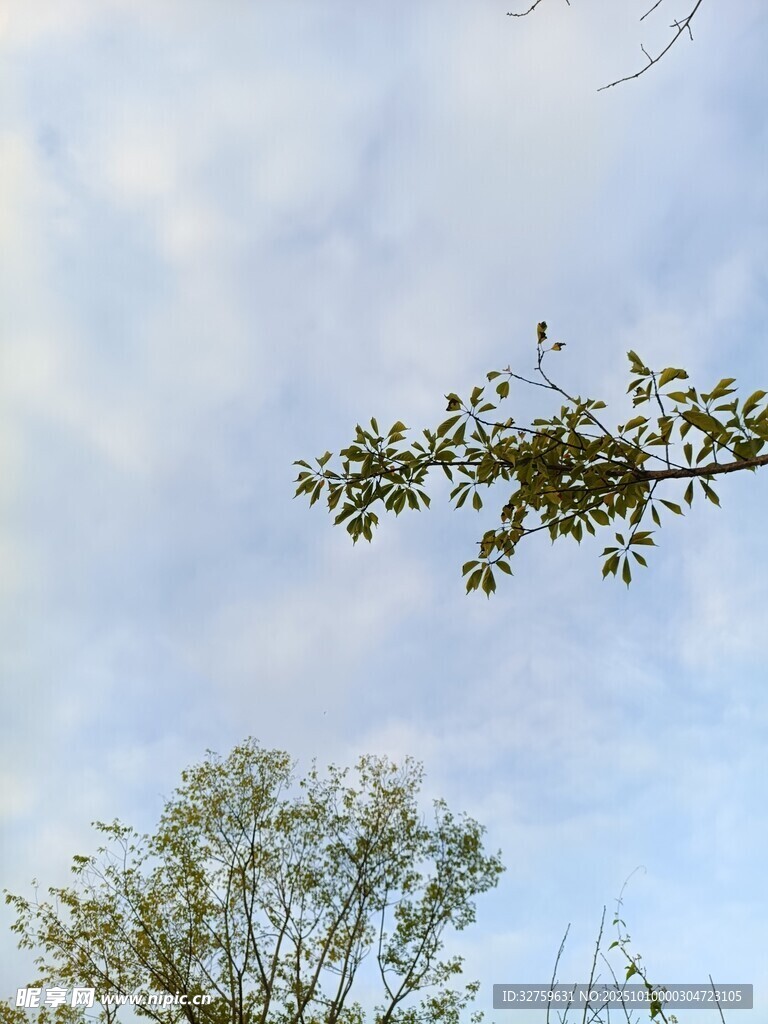 枝头嫩叶映蓝天