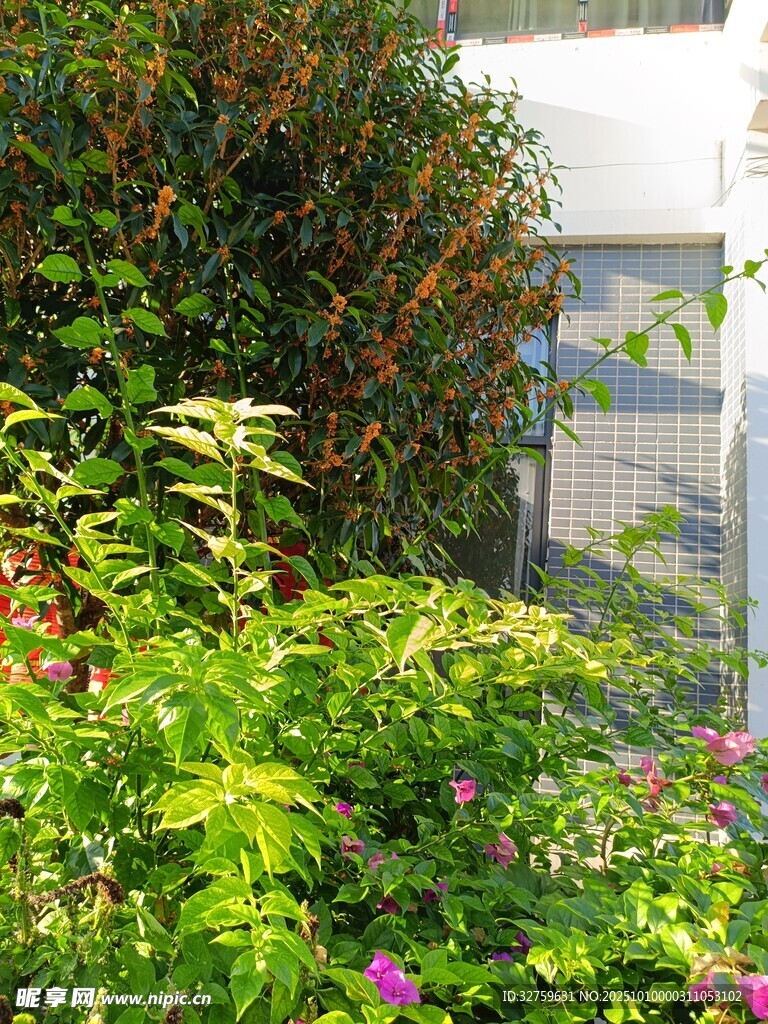 庭院绿植环绕的窗边景致