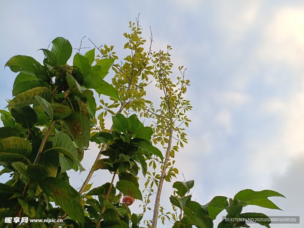 绿叶繁花映蓝天