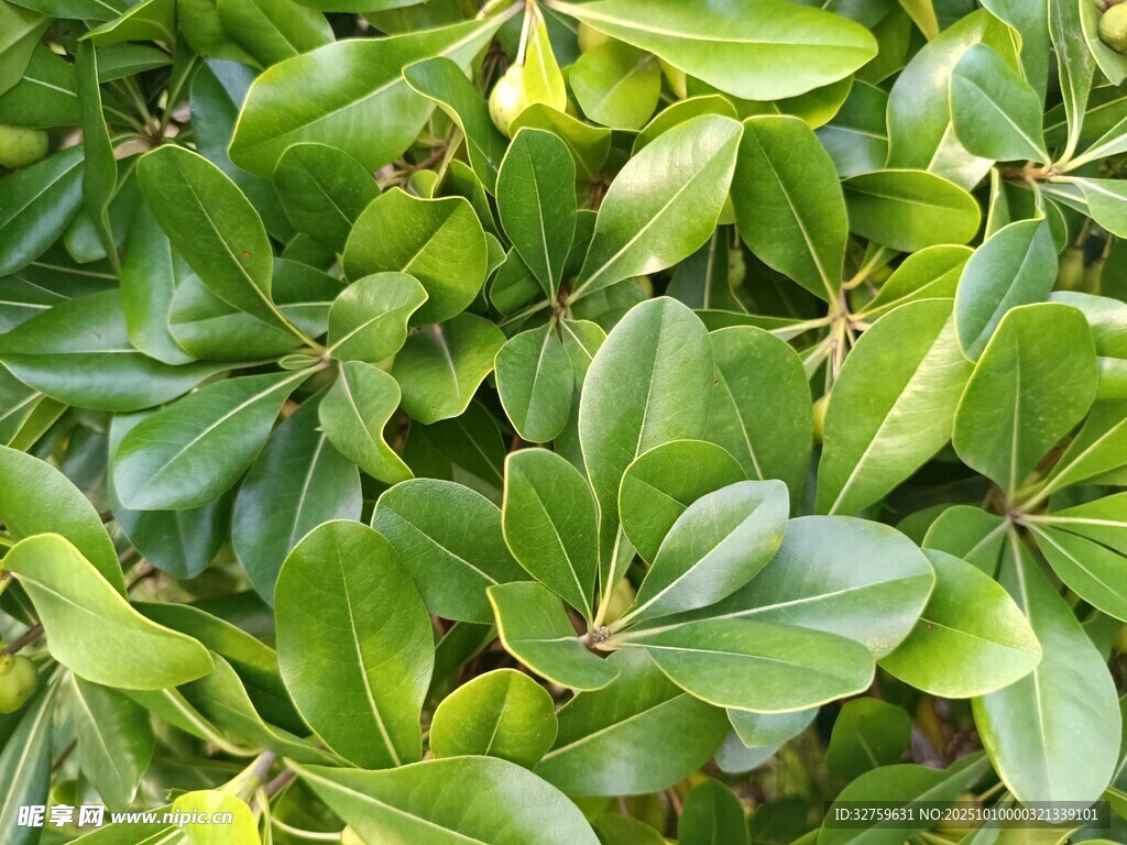 翠绿繁茂的叶片特写