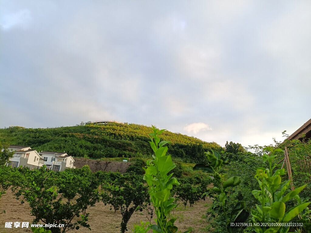 田园风光中的绿植与房屋