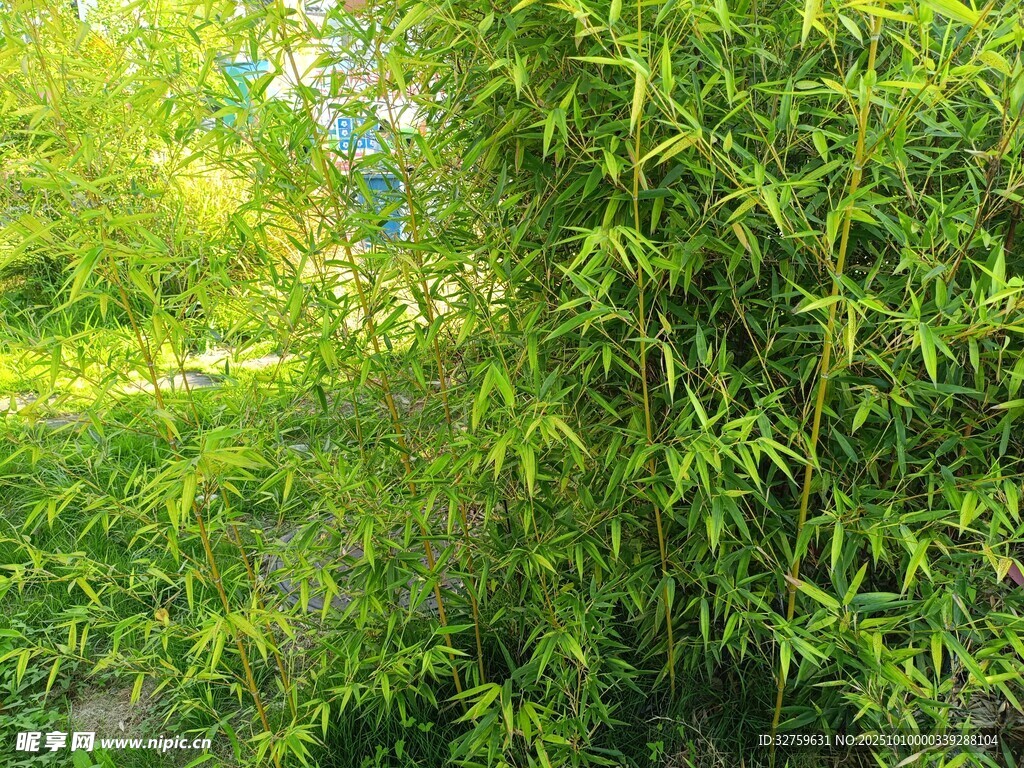翠绿竹林间的自然美景