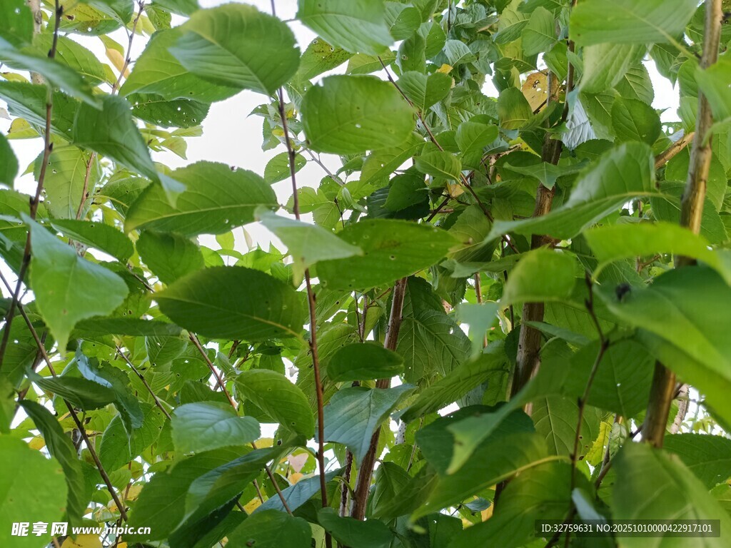 绿叶繁茂的植物景象