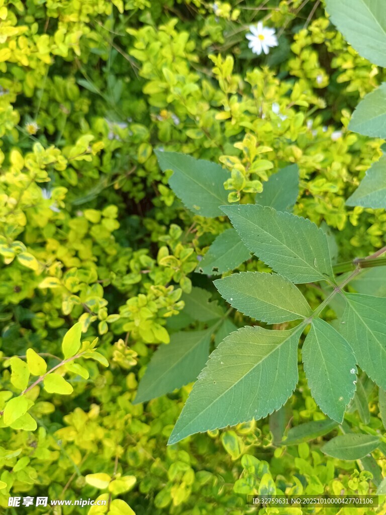 翠绿植物叶片特写