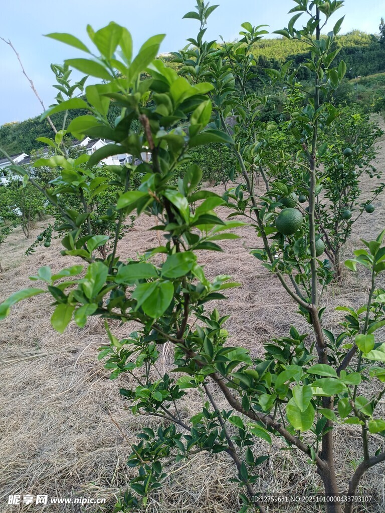 果园中的繁茂果树