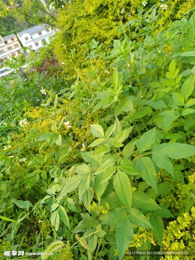 繁茂绿植景观