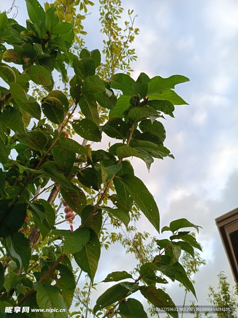 绿叶繁茂的植物