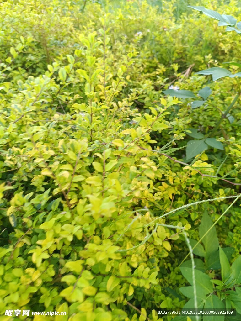 金黄繁茂植物景观