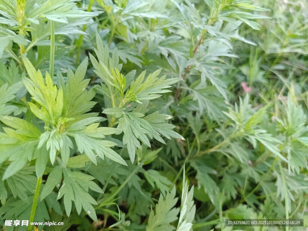茂盛的荨麻植物