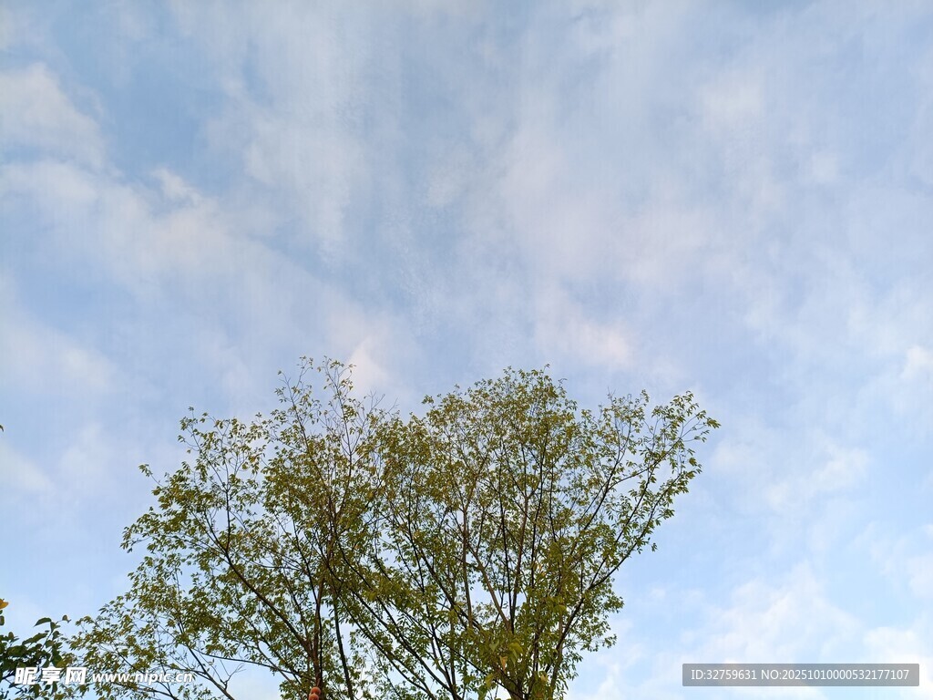 蓝天绿树的清新景致