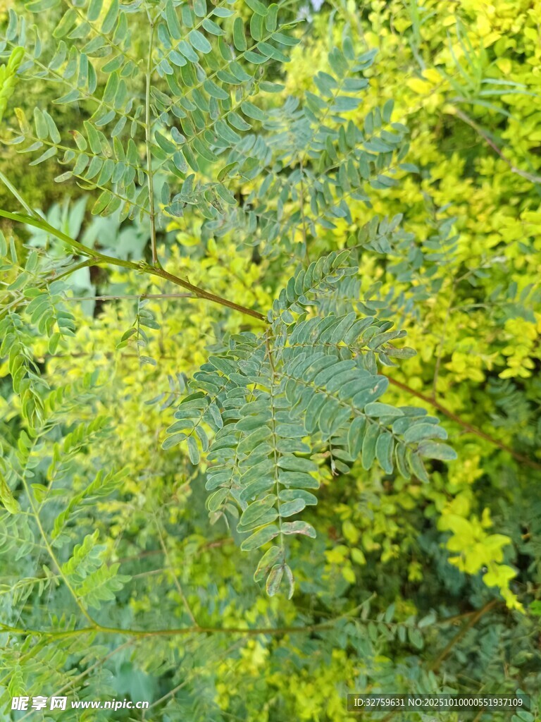 翠绿繁茂的植物枝叶
