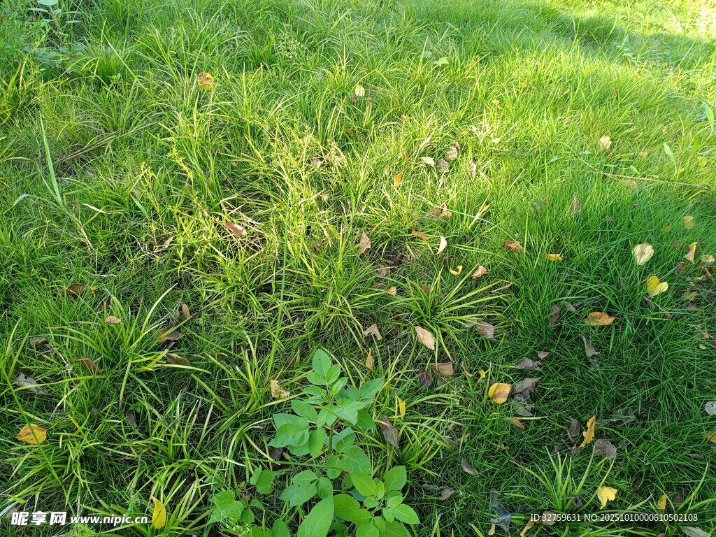 阳光下的翠绿草地
