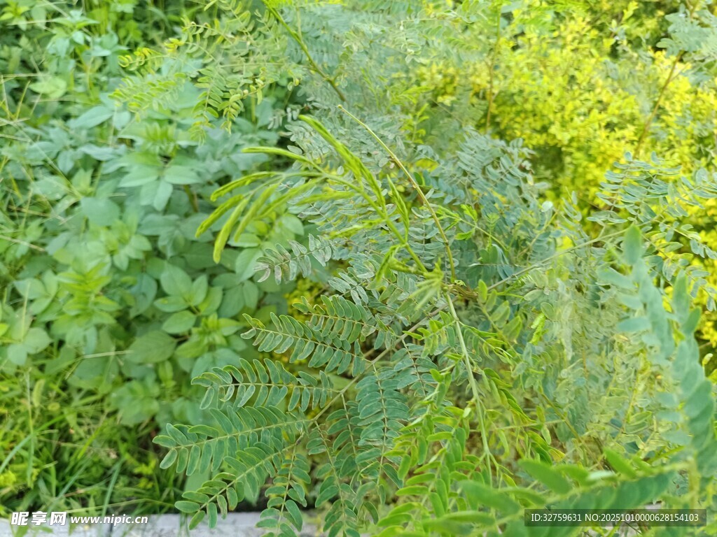 繁茂绿植景观