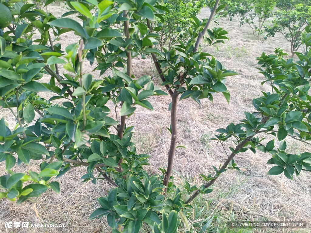 绿叶繁茂的小树苗
