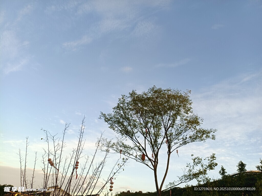 孤树挺立在黄昏天空下
