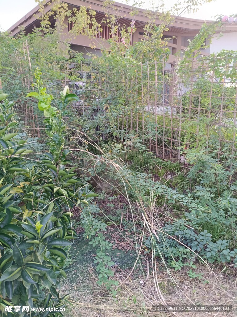 庭院绿植景观