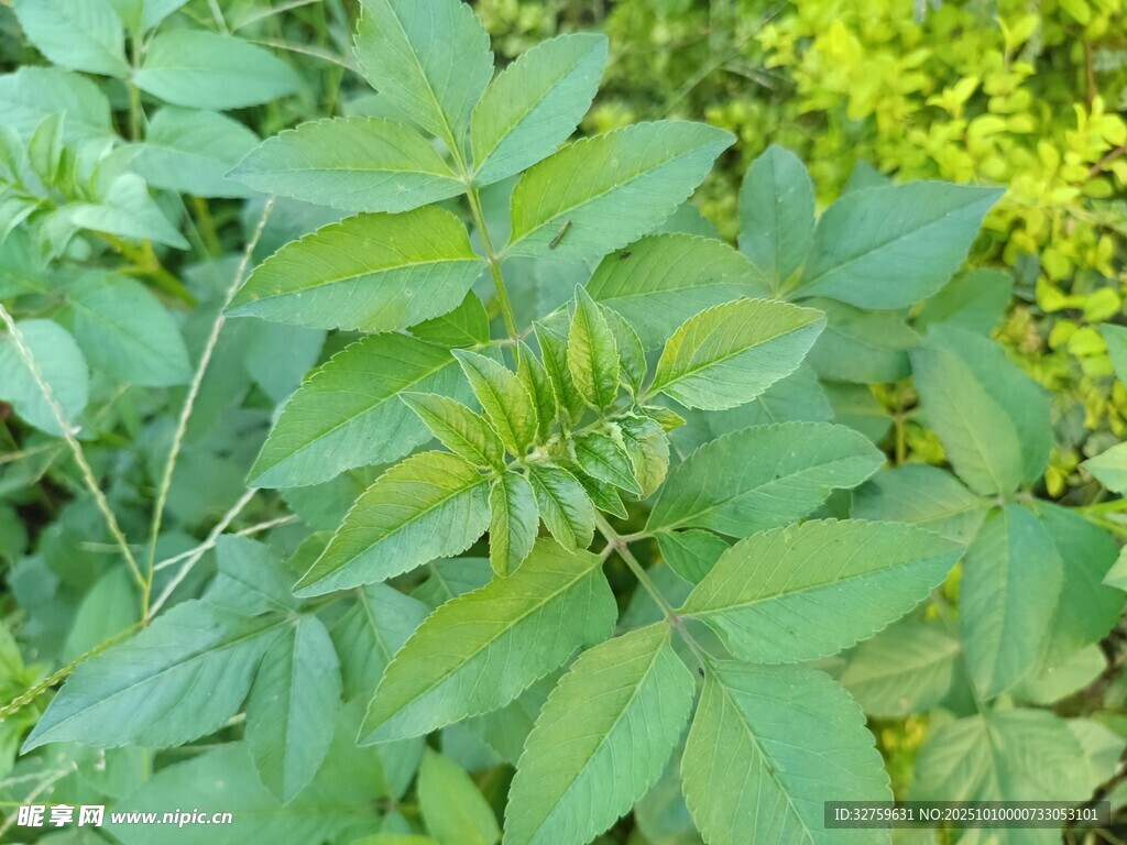 绿叶繁茂的植物