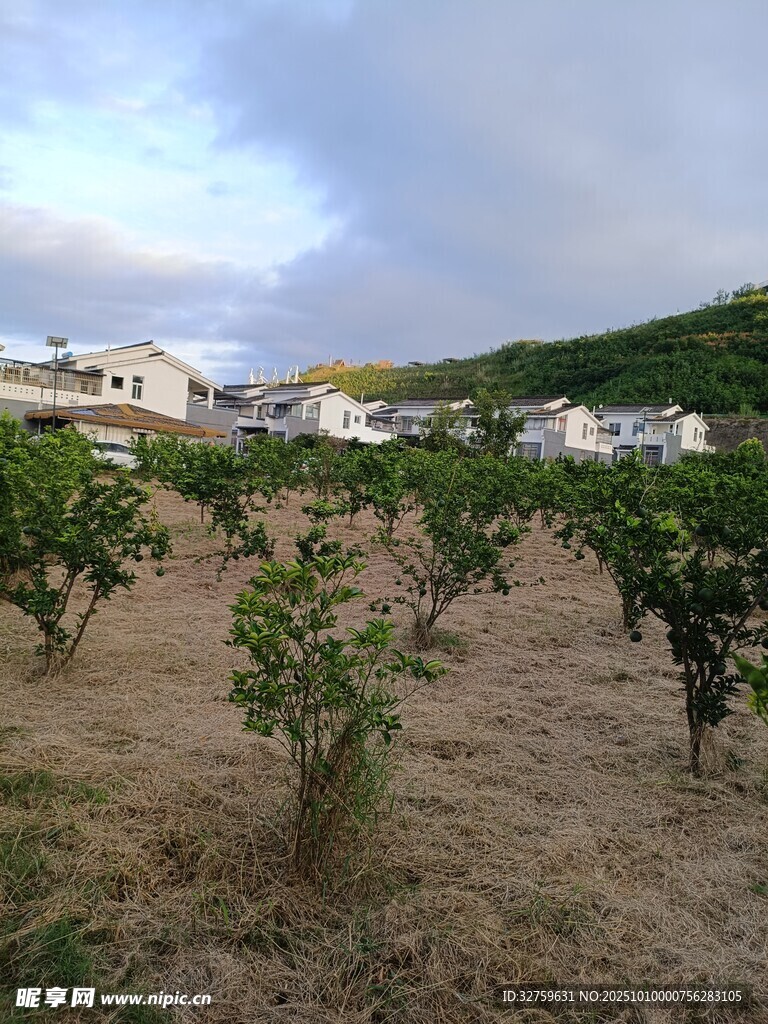 田园葡萄园风光