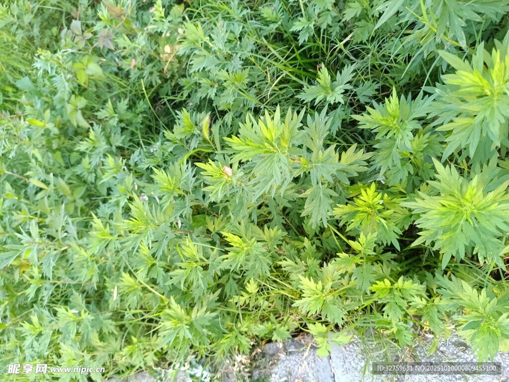 繁茂绿植景观